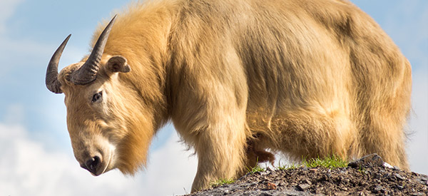 Bhutan National Animal