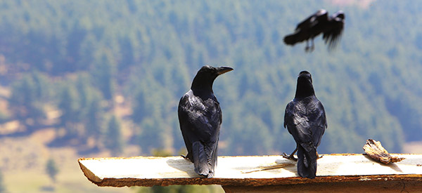 Bhutan National Bird