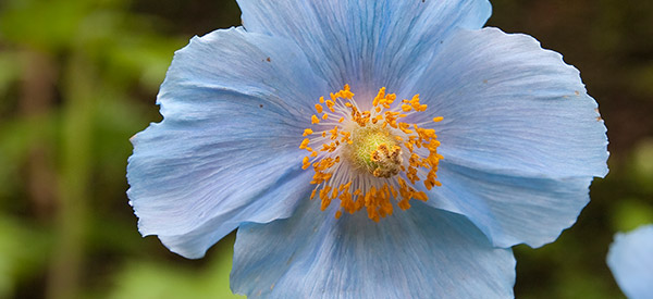Bhutan National Flower