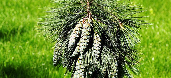 Bhutan National Tree